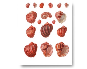 Red Orange Shells Nautical Vintage Style Art Print Beach House Decor Beachcomber Natural History