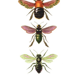 Bee Orange Yellow Green Purple Vintage Style Natural History Art Print Bumble Bee image 4
