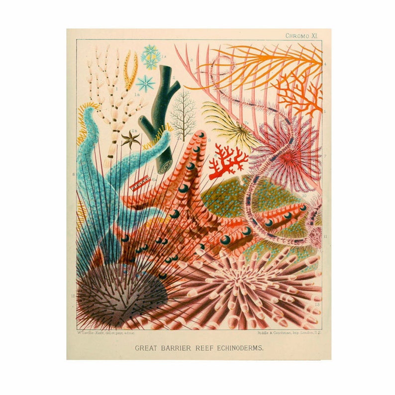 Starfish Sea Star Coral Urchin Great Barrier Reef Red Orange Blue Nautical Vintage Style Print Beach House Decor Star Fish image 1