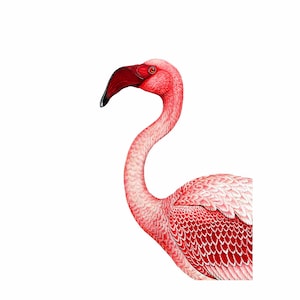 Flamingo Pink Bird Nautical Vintage Style Art Print Beach House Decor