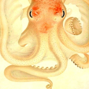 Large Octopus Nautical Vintage Style Art Beach House Decor Orange Tan Peach image 3