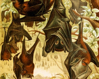 Bats Vintage Style Art Print Natural History Halloween Goth Bat