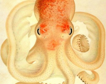 Könnte beinhalten: Nahaufnahme eines Oktopus mit einem hellorangenen Kopf und weißen Tentakeln. Der Oktopus hat große, dunkle Augen und eine strukturierte Haut.