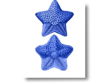 Blue Starfish Sea Star Nautical Vintage Style Print Beach House Decor Two Star Fish