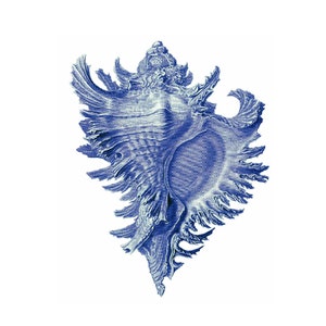 Blue Conch Shell Nautical Vintage Style Art Print Beach House Decor