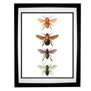 Bee Orange Yellow Green Purple Vintage Style Natural History Art Print Bumble Bee image 5