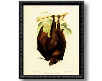 Brown Bat Vintage Style Art Print Natural History Educational Chart