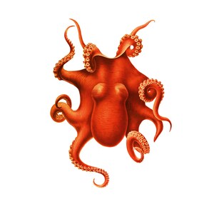 The Octopus Nautical Orange Red Vintage Style Art Print Beach Decor Squid