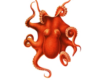 The Octopus Nautical Orange Red Vintage Style Art Print Beach Decor Squid