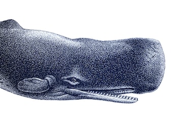 Whale Portrait Blue Nautical Vintage Style Art Print Beach House Decor