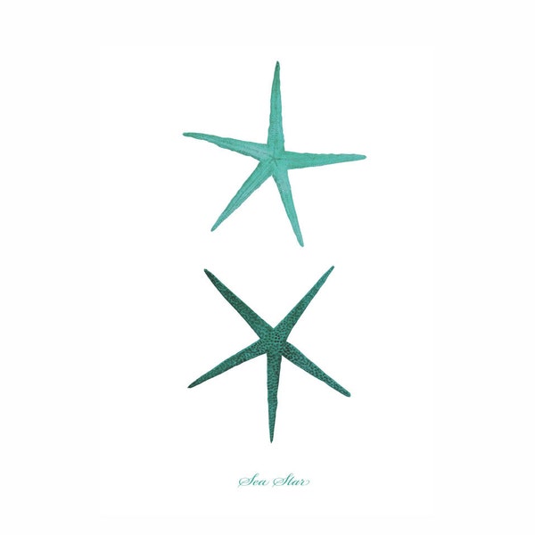 Starfish Sea Star Mint Green Nautical Art Print Natural History Beach House Decor Aqua