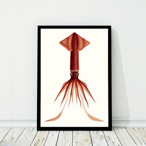 May include: A vintage illustration of a red squid with tentacles. The squid is depicted in a detailed, realistic style, with its body and tentacles rendered in shades of red and white.