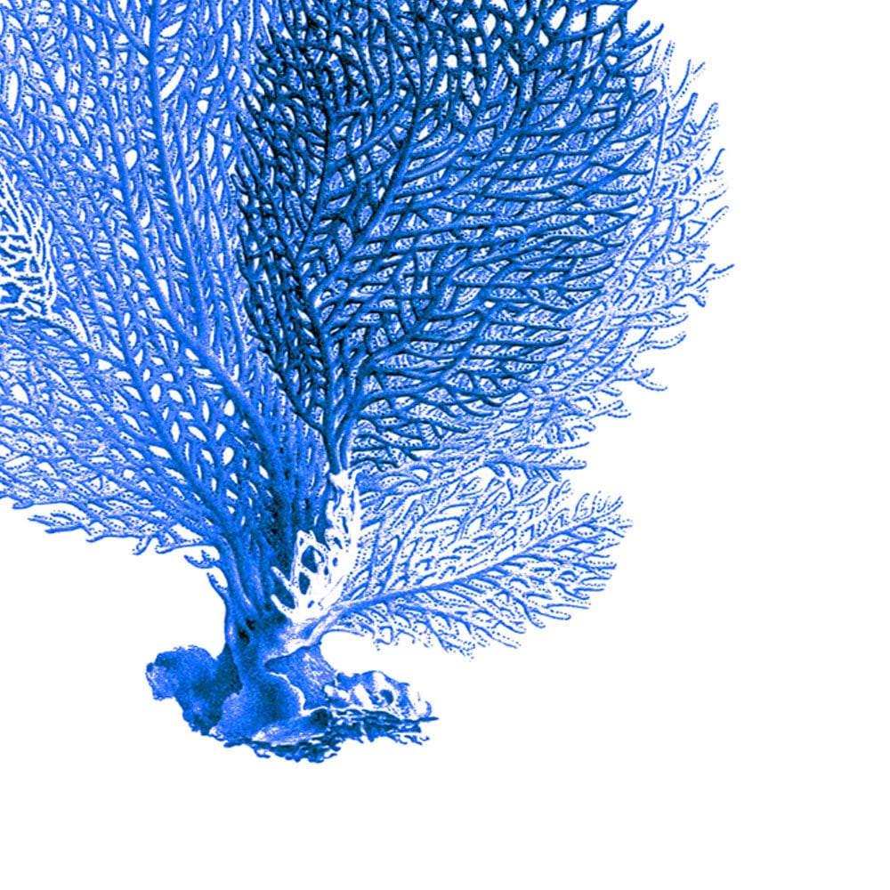 Blue Sea Fan Art Print Coral Nautical Natural History Beach House Decor ...