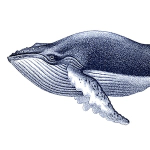 Blue Humpback Whale Portrait Nautical Vintage Style Art Print Beach House Decor