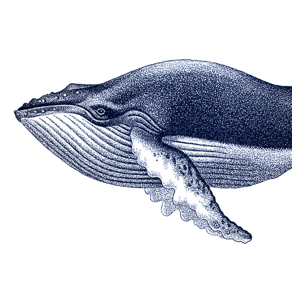 Blue Humpback Whale Portrait Nautical Vintage Style Art Print Beach ...