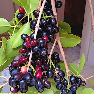 Planta de ciruela negra de Java de 15 a 20 cm | Árbol de Syzygium Cumini Jamun | Planta frutal viva | Árbol de mora india | Planta de jardín tropical comestible