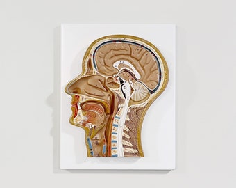 Vintage Somso Style Wall Mounted Plastic Anatomical Median Section of the Head / Neck Model Cross Section