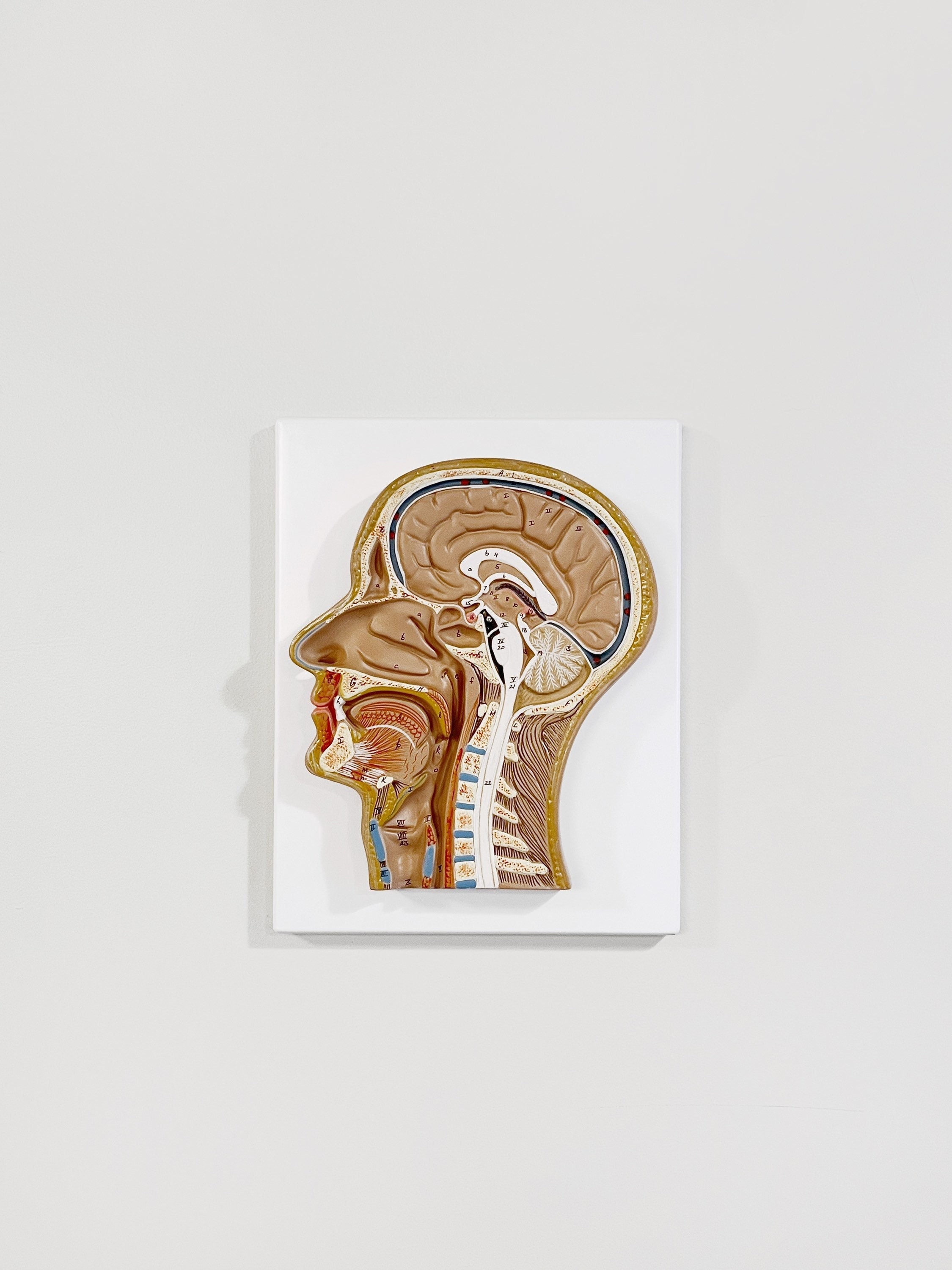 ヴィンテージ ソムソ スタイル 壁掛け式 プラスチック 解剖学的 頭部  首 模型 断面 中央部 - Etsy 日本