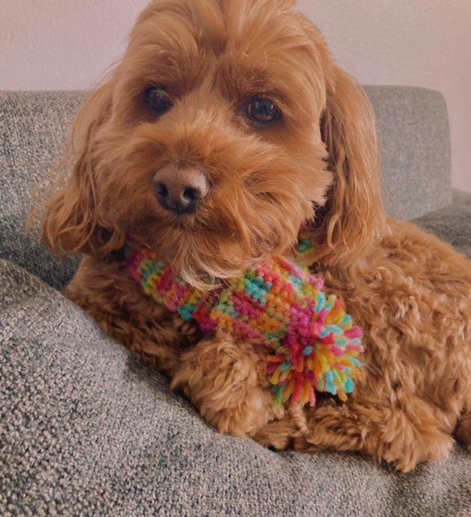 Custom Dog Portrait: Original Cockapoo Painting, Pet Memorial Gift - Etsy