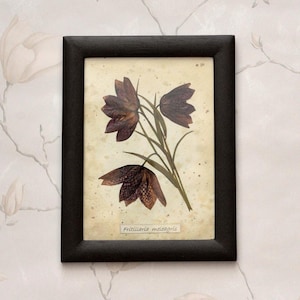 Pressed Flower Art, Dried Flower Framed, Fritillaria Meleagris, Herbarium, Floral Wall Decor