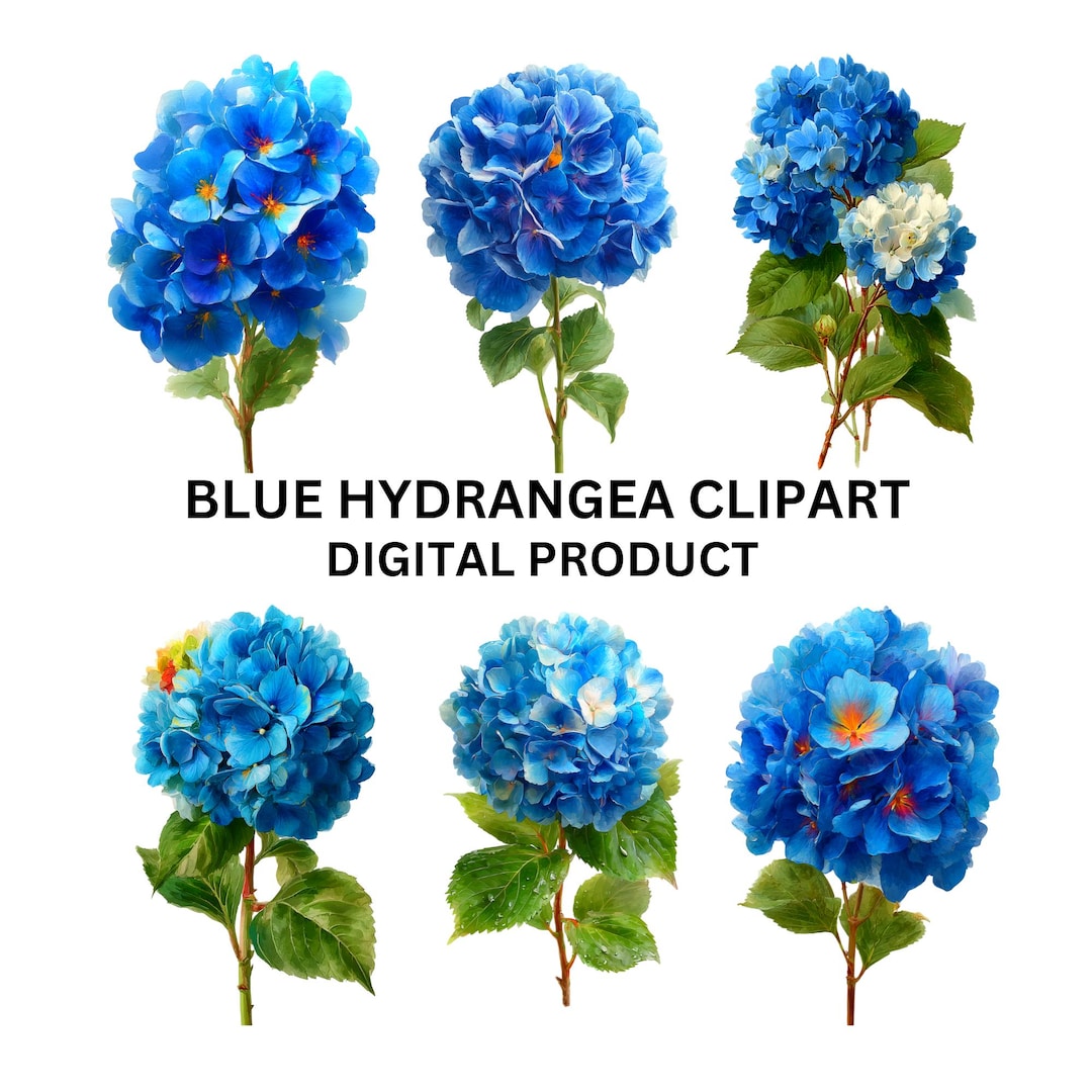 Hydrangea Watercolor Clipart Bundle | Blue Flowers (digital Download ...