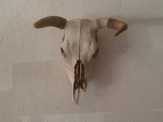 Large Vintage Cowskull