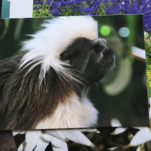 Cotton Top Tamarin Cartolina Scimmia