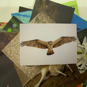Osprey Postcard