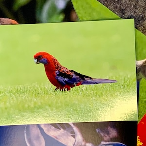 Crimson Rosella Postcard