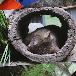 Wombat Australia Postcard
