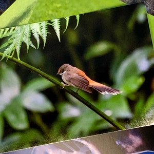 Rufous Fantail Postcard