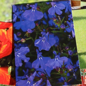 Blue Viola Postcard