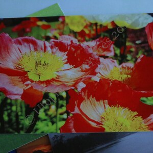 Red Poppies Postcard