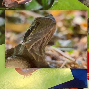 Australian Water Dragon Postcard