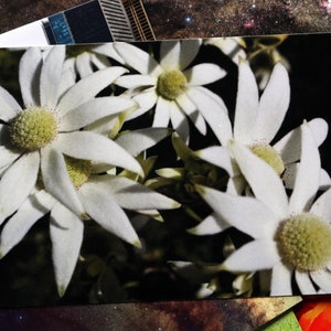 Flannel Flower Australia Postcard