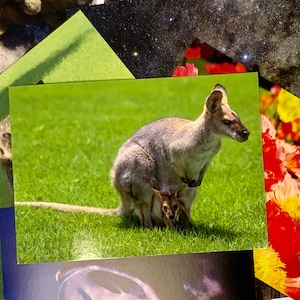 Pretty Faced Wallaby & Joey Postcard