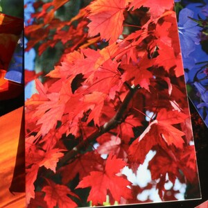 Herbstlaub Rot Postkarte