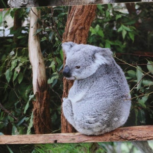 Koala, Australien Postkarte