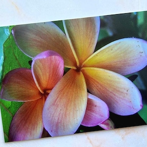 Frangipani Postcard