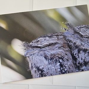 Tawny Frog Mouths Postcard