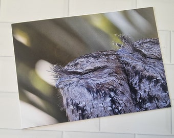 Tawny Frog Mouths Postcard