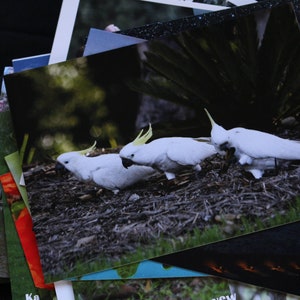 Cockatoos Postcard Australian Animal Birds
