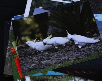 Cockatoos Postcard Australian Animal Birds