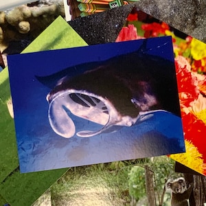 Manta Ray Postcard
