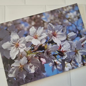 Cartão Postal Flores Sakura