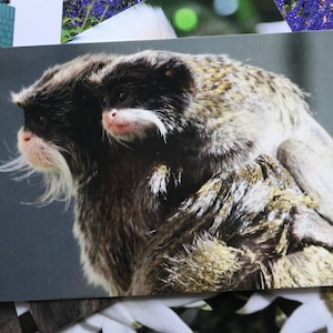 Empereur Tamarin et Bébé Singe Carte Postale