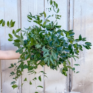 May include: A lush, green plant with multiple stems and small, oval-shaped leaves. The plant is held in a person's hand, showcasing its vibrant foliage. The leaves vary in size and shape, creating a textured appearance. The plant's stems are long and slender, with some leaves cascading downwards.