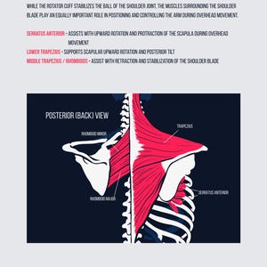 Programma di 4 settimane per le spalle degli atleti che giocano sopra la testa / Routine di cura del braccio nel baseball / Forza della cuffia dei rotatori / Esercizi per le spalle nella pallavolo immagine 6