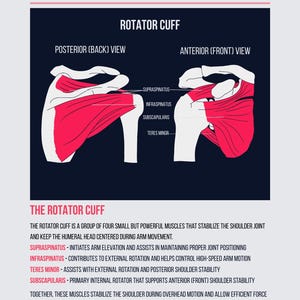 Pu&ograve; includere: Diagramma anatomico della spalla, incentrato sui muscoli della cuffia dei rotatori. L'immagine presenta viste posteriore e anteriore, con etichette per muscoli come sovraspinato e infraspinato. Il testo descrive il ruolo di ogni muscolo nella stabilit&agrave; della spalla e nel movimento del braccio.