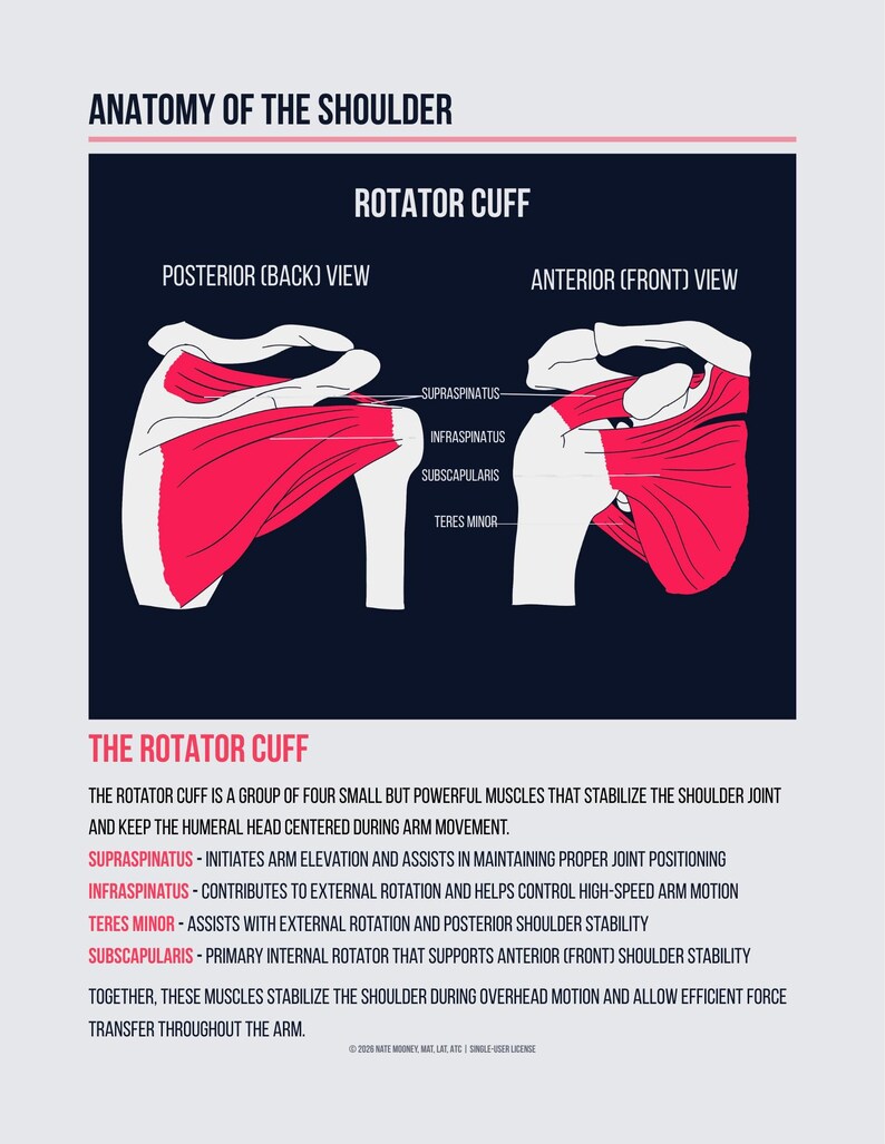 Pu&ograve; includere: Diagramma anatomico della spalla, incentrato sui muscoli della cuffia dei rotatori. L'immagine presenta viste posteriore e anteriore, con etichette per muscoli come sovraspinato e infraspinato. Il testo descrive il ruolo di ogni muscolo nella stabilit&agrave; della spalla e nel movimento del braccio.
